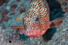 Epinephelus guttatus