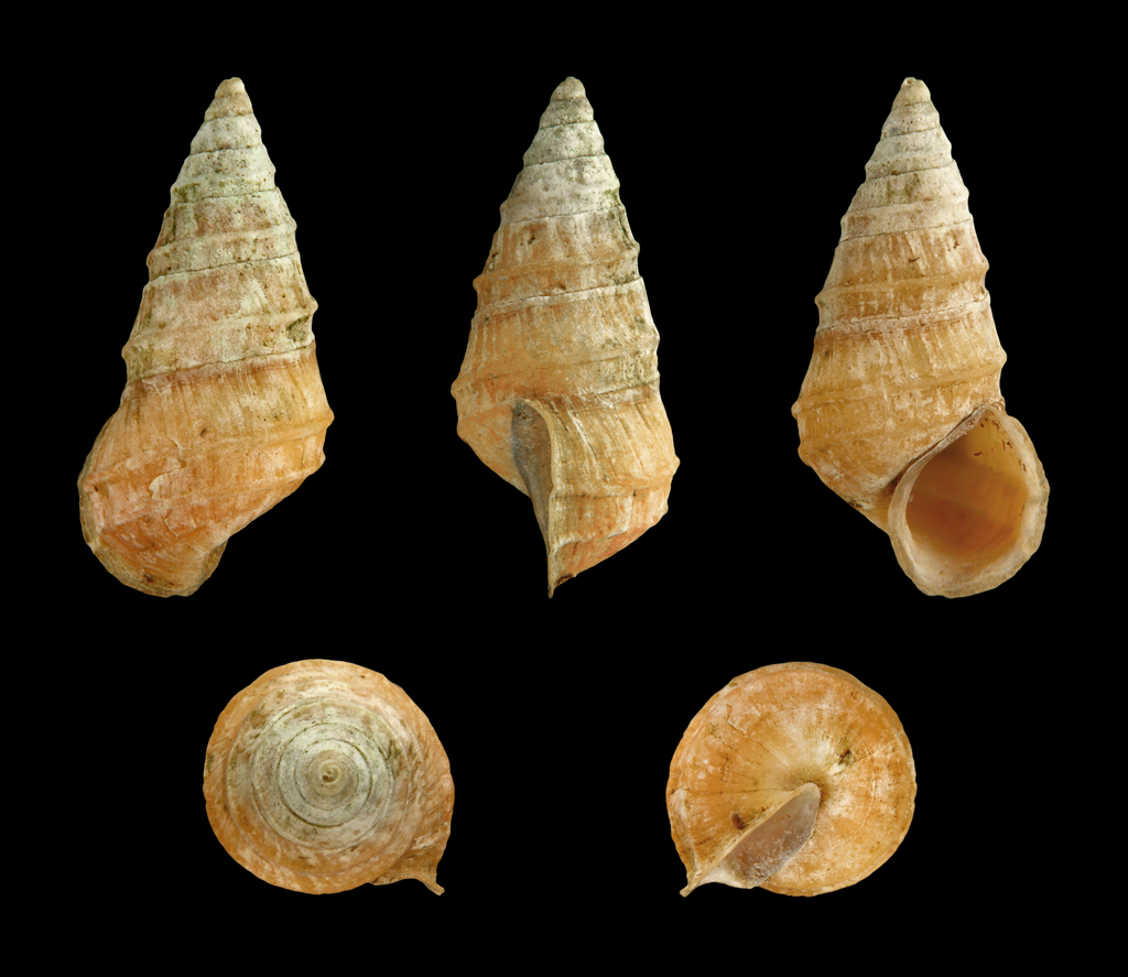 Chilopyrgula