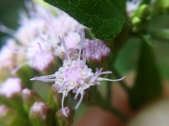 Fleischmannia porphyranthema