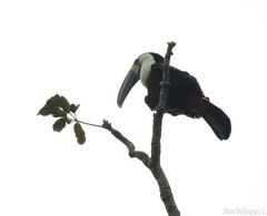Ramphastos vitellinus