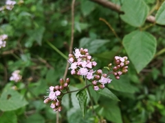 Fleischmannia porphyranthema
