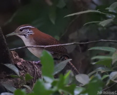 Thryophilus rufalbus