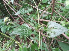 Fleischmannia porphyranthema