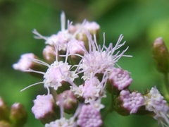 Fleischmannia porphyranthema