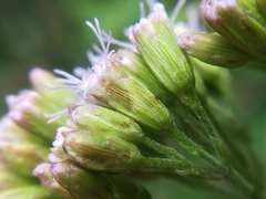 Fleischmannia porphyranthema