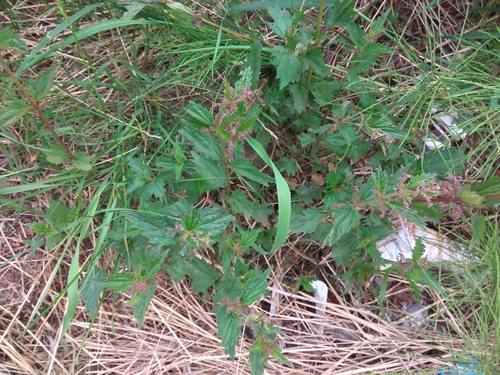 Image of Urtica platyphylla by (c) Валерия Ковалева, some rights reserved (CC BY)