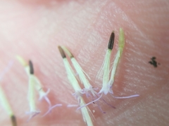 Fleischmannia porphyranthema