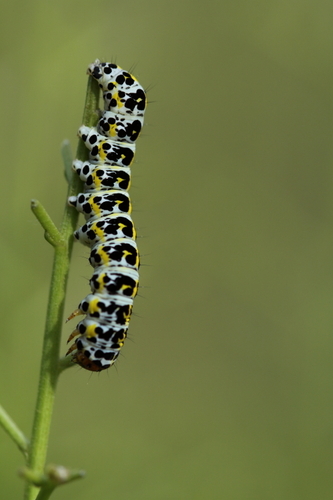 Cucullia caninae