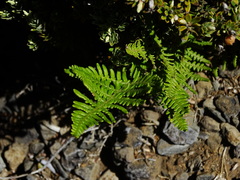 Pteridium aquilinum decompositum