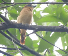 Pachyramphus cinnamomeus