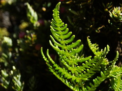 Pteridium aquilinum decompositum