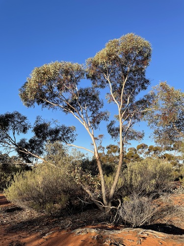 Eucalyptus moderata L.A.S.Johnson & K.D.Hill