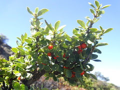 Coprosma montana