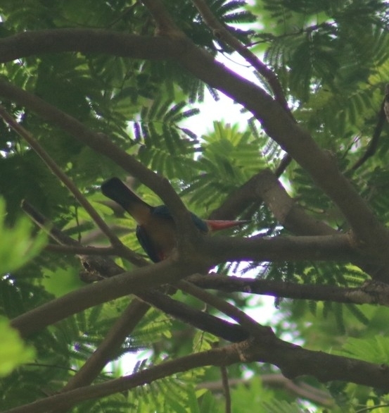 Stork-billed Kingfisher