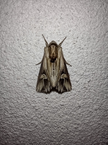 Sivkavec kozincový (Actinotia polyodon)