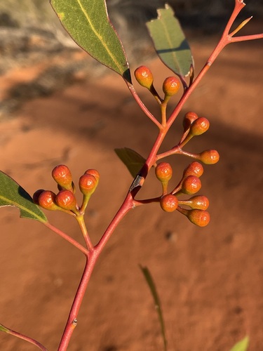 Eucalyptus concinna, 2023-06-24