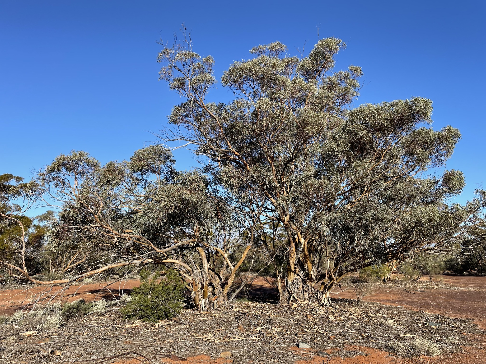 Eucalyptus ebbanoensis