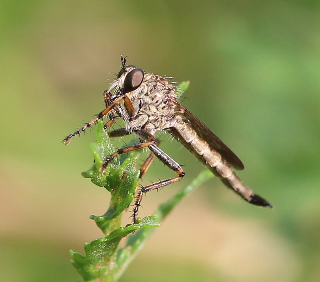 Epitriptus cingulatus