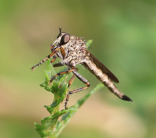 Epitriptus cingulatus