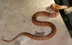 Fasciolated Kukri Snake photo 4