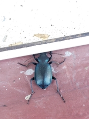 Calosoma granatense