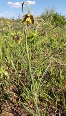 Fritillaria atropurpurea