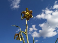 Fritillaria atropurpurea