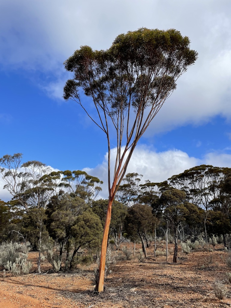 Eucalyptus jimberlanica L.A.S.Johnson & K.D.Hill 3
