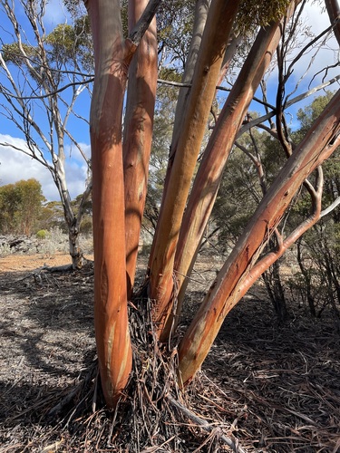 Norseman Gimlet (Eucalyptus jimberlanica)