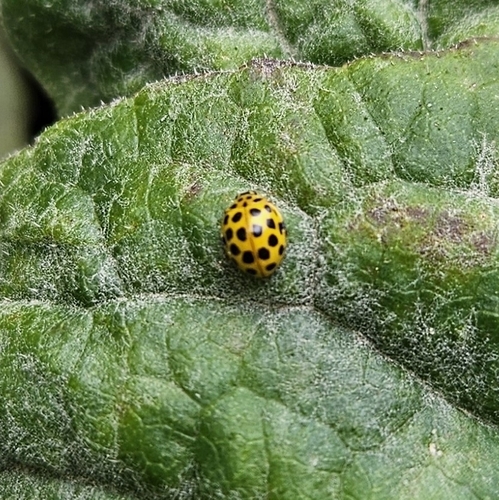 Photo of 22-spot Ladybird (Psyllobora vigintiduopunctata)
