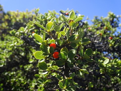 Coprosma montana