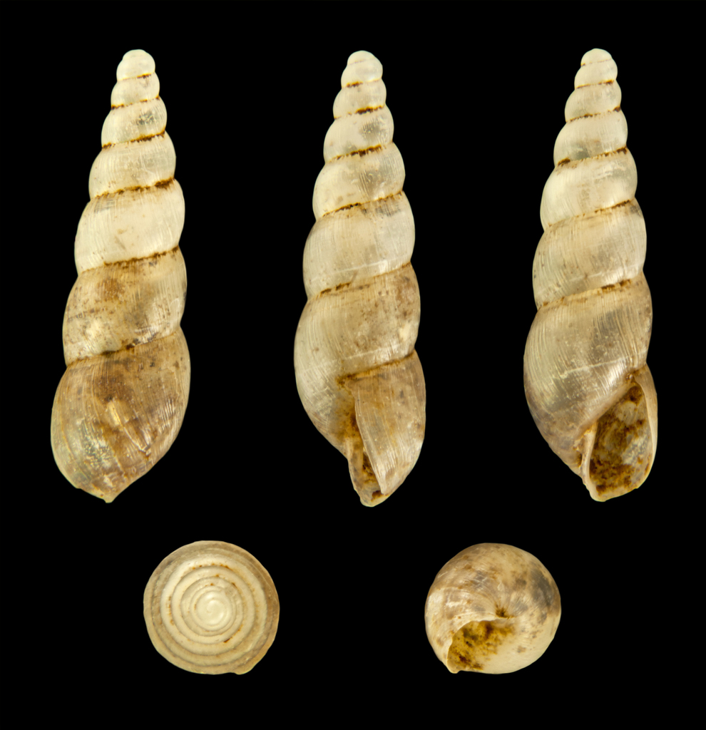 Pyrgulinae