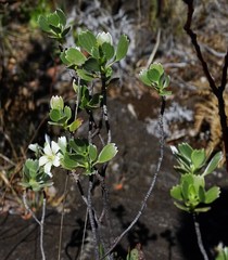 Geranium cuneatum