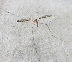 Tipula caloptera