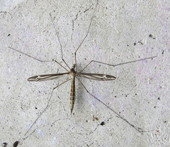 Tipula caloptera