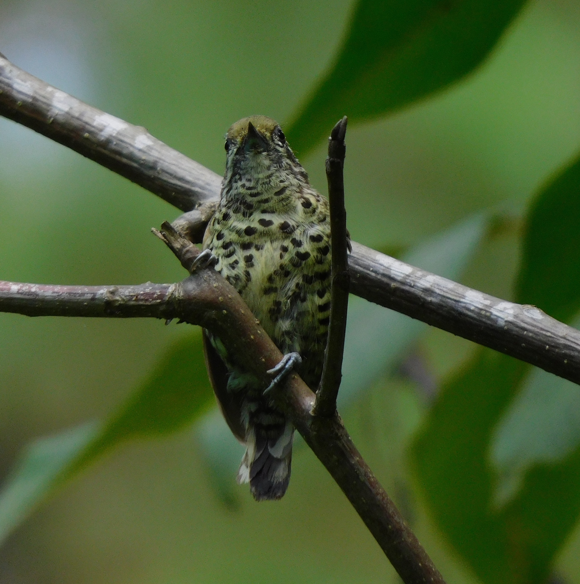 Speckled Piculet illustration