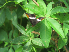Adelpha syma