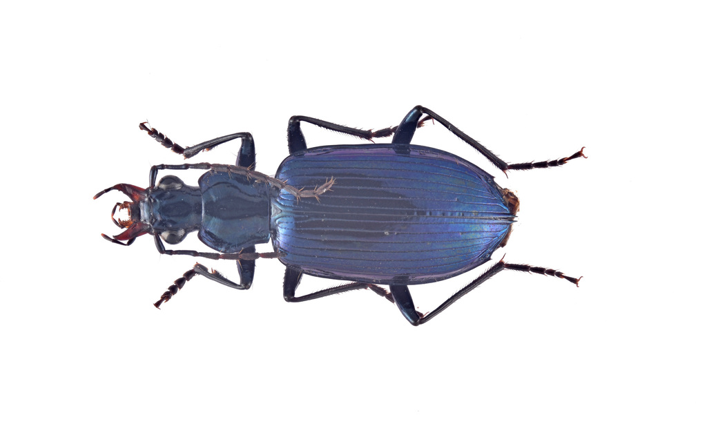 Nesiocolpodes