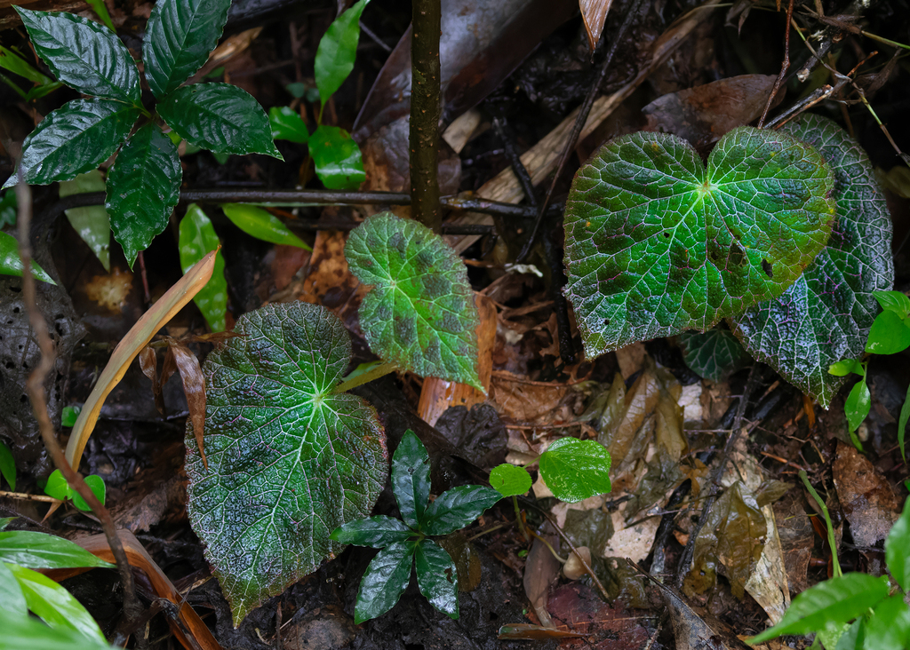 Begonia fulgurata
