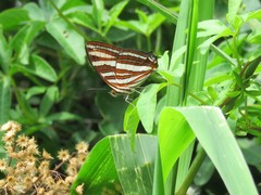 Adelpha syma