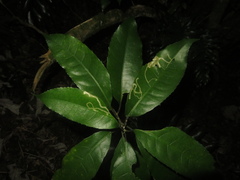 Liriomyza flavolateralis