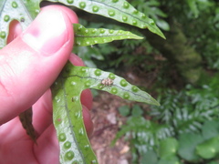 Brachyolus punctatus