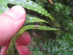 Brachyolus punctatus