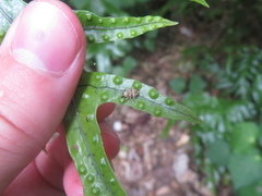 Brachyolus punctatus