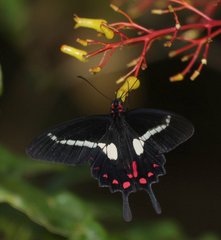 Parides agavus