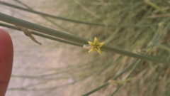 Leptadenia pyrotechnica