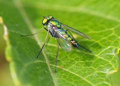 Condylostylus caudatus