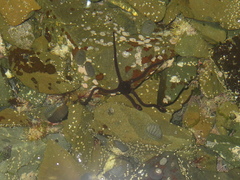 Ophiopsammus maculata