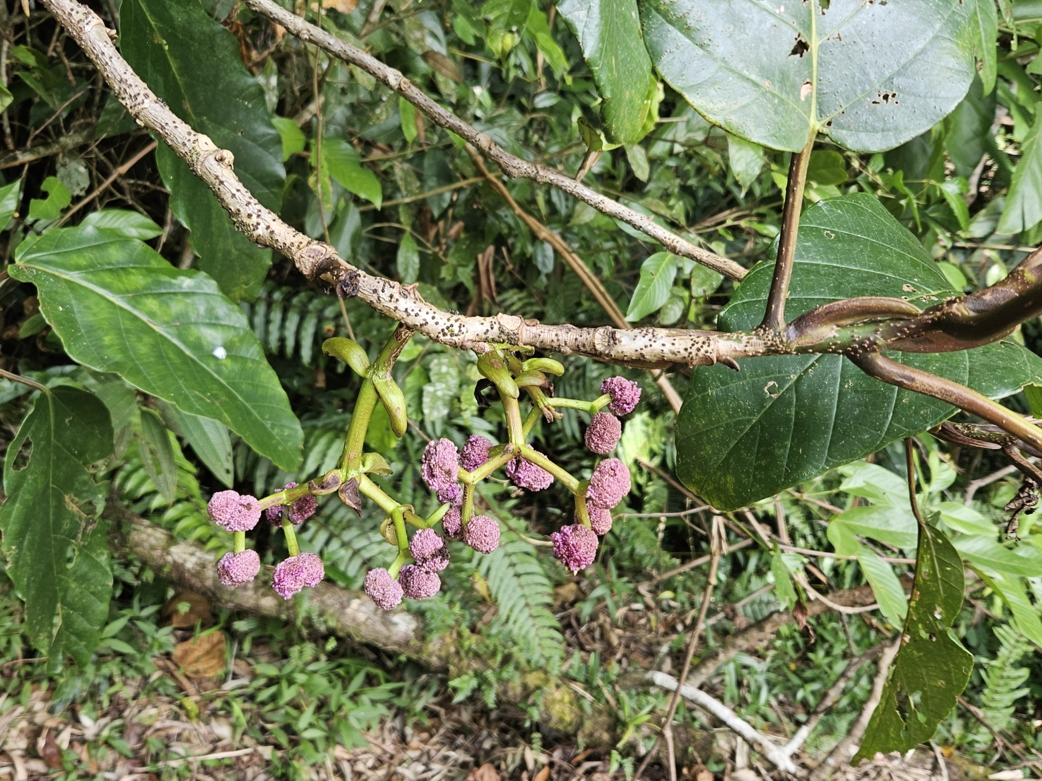 Poikilospermum acuminatum