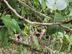 Poikilospermum acuminatum